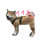 柴犬ペーター2（個別スタンプ：16）