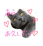 猫スタンプ③（個別スタンプ：1）