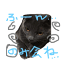 猫スタンプ③（個別スタンプ：2）