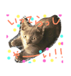 猫スタンプ③（個別スタンプ：3）