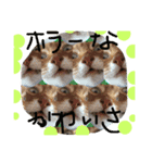 猫スタンプ③（個別スタンプ：4）