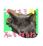 猫スタンプ③（個別スタンプ：5）