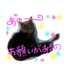 猫スタンプ③（個別スタンプ：8）