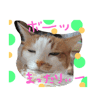 猫スタンプ③（個別スタンプ：9）