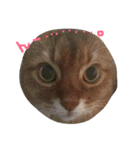 猫スタンプ③（個別スタンプ：10）