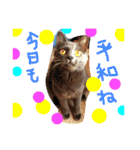 猫スタンプ③（個別スタンプ：11）