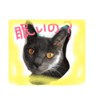 猫スタンプ③（個別スタンプ：14）