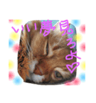 猫スタンプ③（個別スタンプ：16）