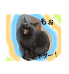 猫スタンプ③（個別スタンプ：17）