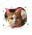 猫スタンプ③（個別スタンプ：18）