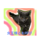 猫スタンプ③（個別スタンプ：21）