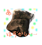 猫スタンプ③（個別スタンプ：22）