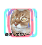 猫スタンプ③（個別スタンプ：23）