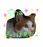猫スタンプ③（個別スタンプ：24）