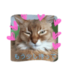 猫スタンプ③（個別スタンプ：25）