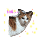 猫スタンプ③（個別スタンプ：26）