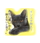 猫スタンプ③（個別スタンプ：27）