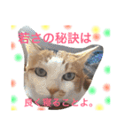 猫スタンプ③（個別スタンプ：29）