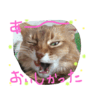 猫スタンプ③（個別スタンプ：31）