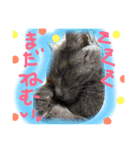 猫スタンプ③（個別スタンプ：32）