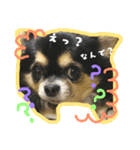 コングコートチワワのれもんちゃん（個別スタンプ：38）