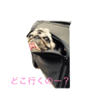 Pretty stamp of naughty PUTCHI（個別スタンプ：1）