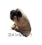Pretty stamp of naughty PUTCHI（個別スタンプ：7）
