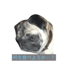 Pretty stamp of naughty PUTCHI（個別スタンプ：8）