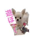 I LOVE りんちゃん（個別スタンプ：8）