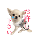 I LOVE りんちゃん（個別スタンプ：16）