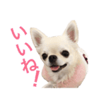 I LOVE りんちゃん（個別スタンプ：24）