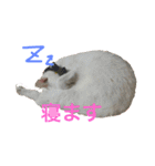 White cat choco（個別スタンプ：1）