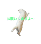 White cat choco（個別スタンプ：3）