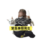 White cat choco（個別スタンプ：4）