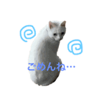 White cat choco（個別スタンプ：5）