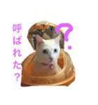 White cat choco（個別スタンプ：7）