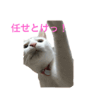 White cat choco（個別スタンプ：8）