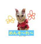 White cat choco（個別スタンプ：10）