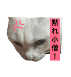 White cat choco（個別スタンプ：11）