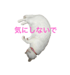 White cat choco（個別スタンプ：12）