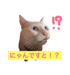 White cat choco（個別スタンプ：13）