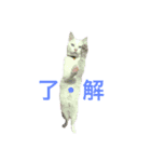White cat choco（個別スタンプ：14）