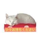 White cat choco（個別スタンプ：17）