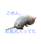 White cat choco（個別スタンプ：18）