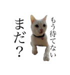 White cat choco（個別スタンプ：22）
