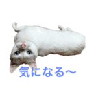 White cat choco（個別スタンプ：23）