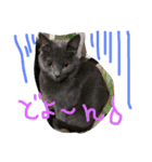 my  cat4（個別スタンプ：1）