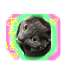 my  cat4（個別スタンプ：2）