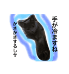 my  cat4（個別スタンプ：3）