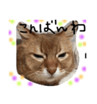 my  cat4（個別スタンプ：4）